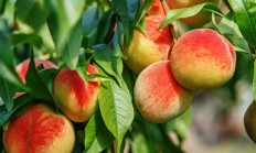 
        		柠檬泡水真能补维C吗 专家回应：没啥用 !	