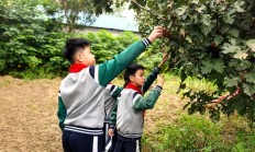 红果映红稚嫩脸 实践酿就成长甜——薛城区临城实验小学开展劳动实践基地采摘山楂活动