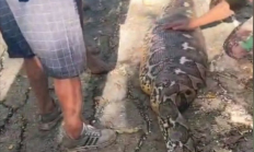 印尼8米长巨蟒吞食一老人！因肚子太大被村民怀疑