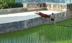 男子被牛疯狂追击跳下田 后续来了:牛已死 被挖掘机吊上来 !