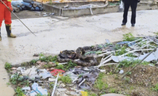 贪吃蛇一口气连吞8只鸡 结果吃太撑全吐出来了