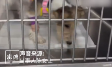 女子用顺风车托运万元幼犬 被司机丢弃未送达 平台客服被指不作为 !