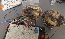 科学家利用香菇菌丝制造出新型忆阻器，抗辐射还能降解